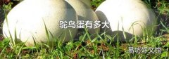 鸵鸟蛋有多大