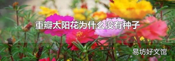 重瓣太阳花为什么没有种子