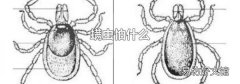 螨虫怕什么