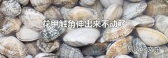 花甲触角伸出来不动了