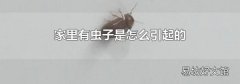 家里有蟲子是怎么引起的