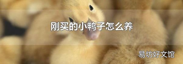 剛買的小鴨子怎么養(yǎng)