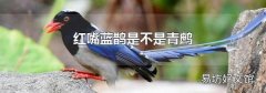紅嘴藍鵲是不是青鷓