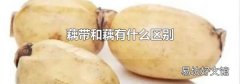 藕帶和藕有什么區(qū)別