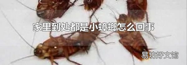 家里到處都是小蟑螂怎么回事