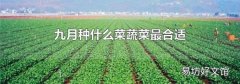 九月种什么菜蔬菜最合适