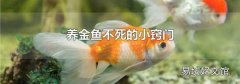 养金鱼不死的小窍门