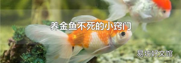 养金鱼不死的小窍门