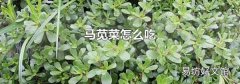 马苋菜怎么吃
