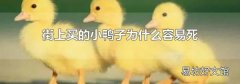 街上买的小鸭子为什么容易死