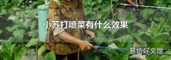小蘇打噴菜有什么效果