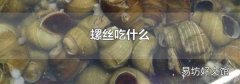 螺絲吃什么