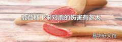 鹿茸取下来对鹿的伤害有多大
