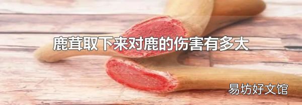 鹿茸取下来对鹿的伤害有多大