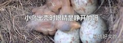 小鸟出壳时眼睛是睁开的吗
