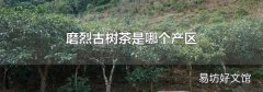 磨烈古树茶是哪个产区