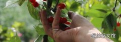 怎么摘樱桃