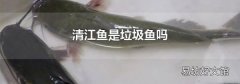 清江鱼是垃圾鱼吗