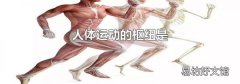 人体运动的枢纽是