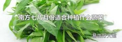 南方七八月份适合种植什么蔬菜