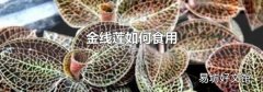 金线莲如何食用