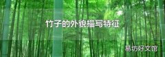 竹子的外貌描写特征