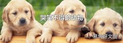 哭笑不得的動物