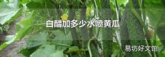 白醋加多少水喷黄瓜