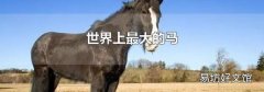 世界上最大的马