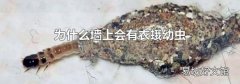 为什么墙上会有衣蛾幼虫
