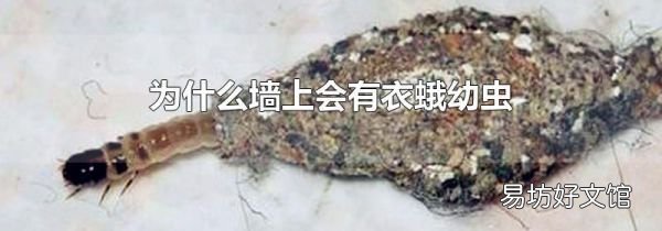 为什么墙上会有衣蛾幼虫