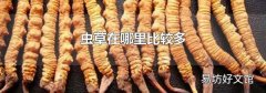 蟲草在哪里比較多