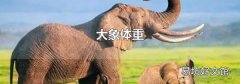 大象體重