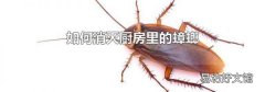 如何消滅廚房里的蟑螂