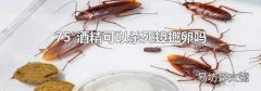 75°酒精可以杀死蟑螂卵吗