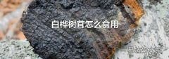 白桦树茸怎么食用