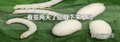 蚕茧两天了能取下来了吗