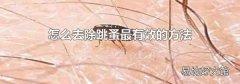 怎么去除跳蚤最有效的方法