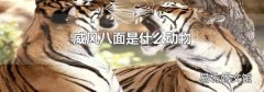 威风八面是什么动物