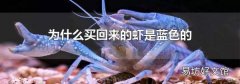 为什么买回来的虾是蓝色的