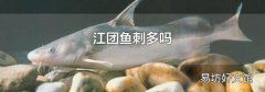 江团鱼刺多吗