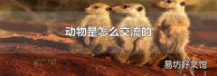 动物是怎么交流的