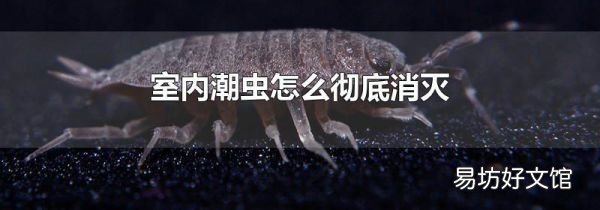 室内潮虫怎么彻底消灭