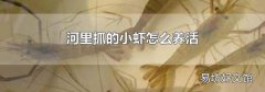 河里抓的小虾怎么养活