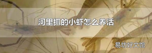 河里抓的小虾怎么养活
