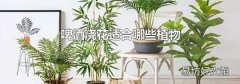 啤酒浇花适合哪些植物