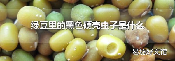 绿豆里的黑色硬壳虫子是什么
