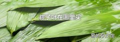 粽子葉在哪里買(mǎi)