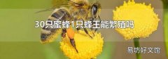 30只蜜蜂1只蜂王能繁殖吗