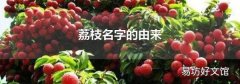 荔枝名字的由来